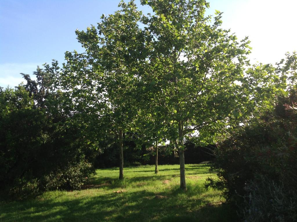 Agriturismo La Fattoria Del Mortelliccio Affittacamere Carbonifera Esterno foto